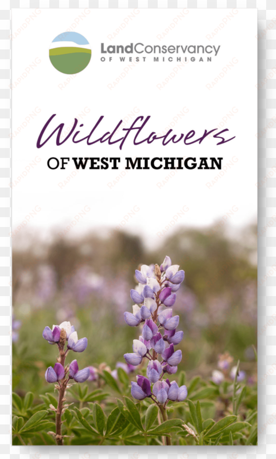 wildflowers of west michigan - english lavender