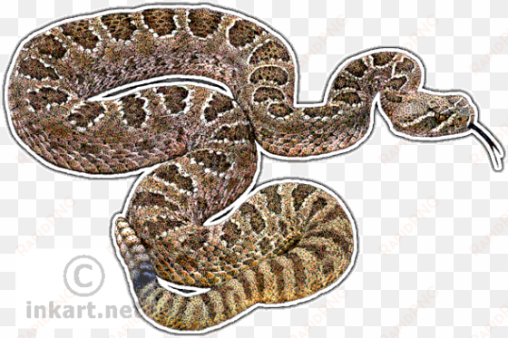 Wildlife Art - Prairie Rattlesnake Drawing transparent png image