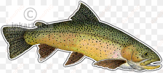 wildlife art - trout drawing png