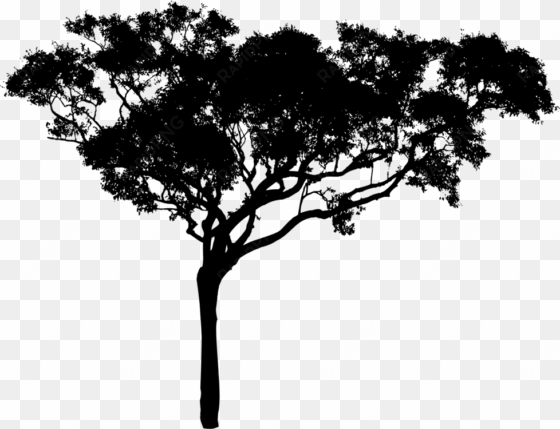 willow drawing nature tree silhouette branch free picture - tree vector black png