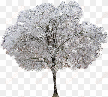 winter dogwood tree - keyword research