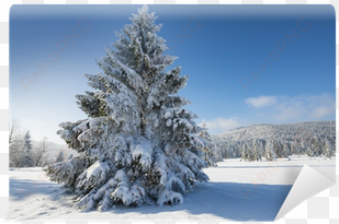 winter landscape with big snow covered spruce tree - paysage d'hiver