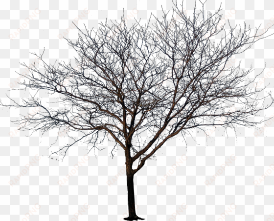 winter tree png transparent library - tree no leaves png