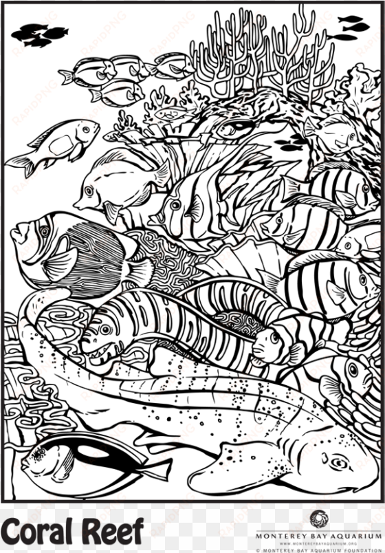 With Coloring Pages Of Coral Reefs As Reference, So - Monterey Bay Aquarium Fundation Coloring Pages transparent png image