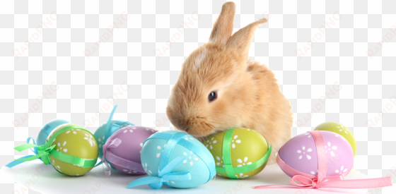 with eggs transparent marges - easter bunny eggs png