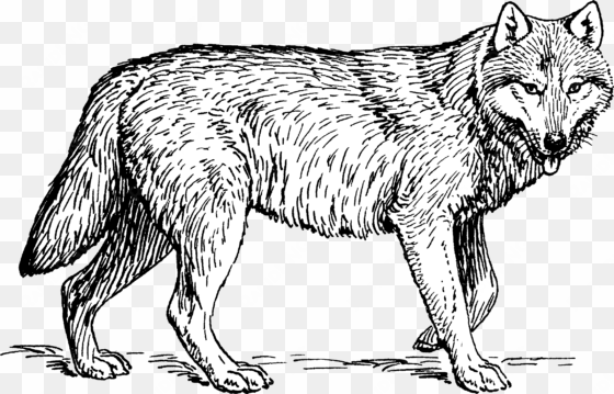 wolf cleaned 2 - realistic wolf coloring sheets