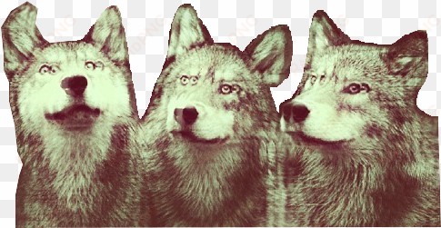 Wolf Clipart Tumblr Transparent - Transparent Wolf transparent png image