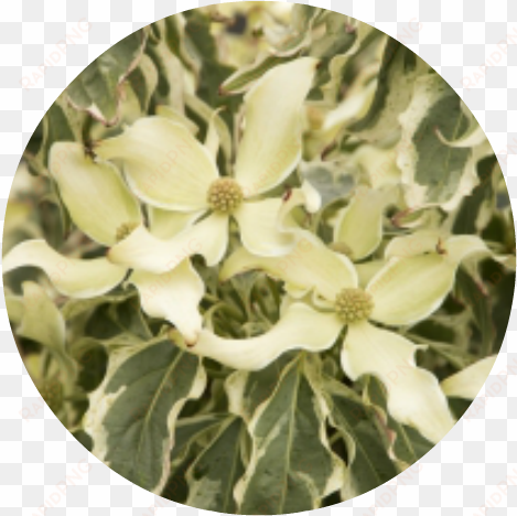 'wolf Eyes' Kouse Dogwood Herbeins Garden Center - Information transparent png image