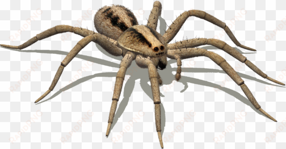 wolf spider png