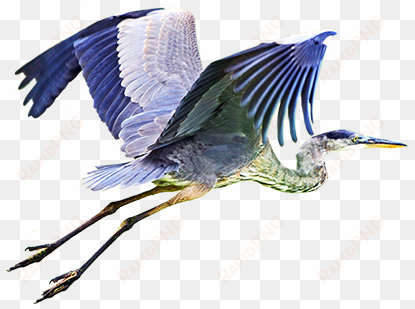 wood stork png, blue heron flying png - blue heron flying png