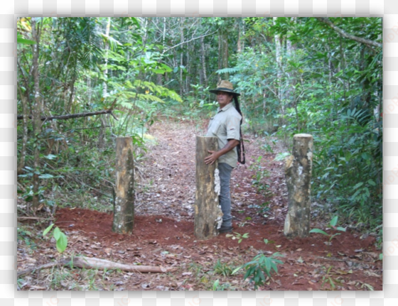 work at a restoration site, daintree october - october