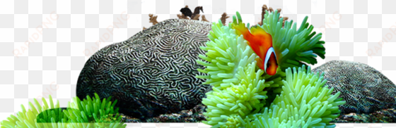 world reef fish submarine - rochas fundo do mar
