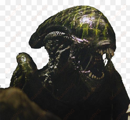 xenomorph grid - alien vs predator 3