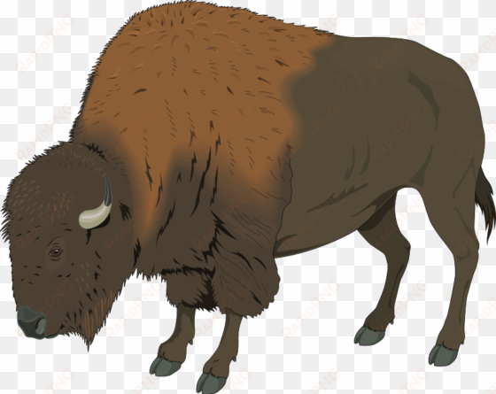 yak clipart buffalo - buffalo clip art
