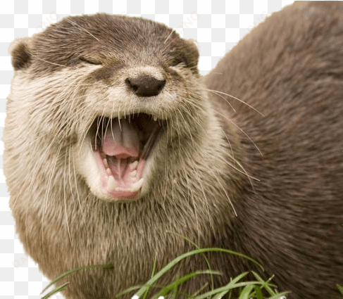 yawning otter transparent png - otter transparent