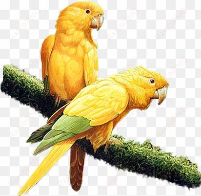 yel-parrots - yellow parrot png
