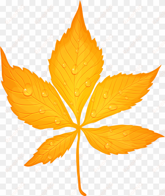 yellow autumn leaf with dew drops transparent png clip - transparent autumn leaf leaf png