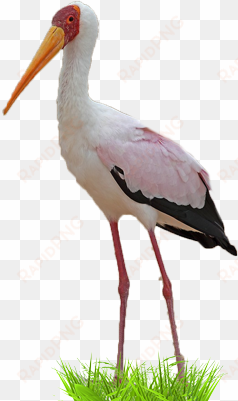yellow-billed stork - ciconiiformes