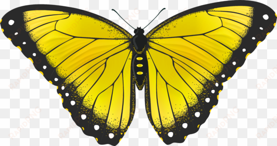 yellow butterflies clipart butterfly transparent png - yellow butterfly