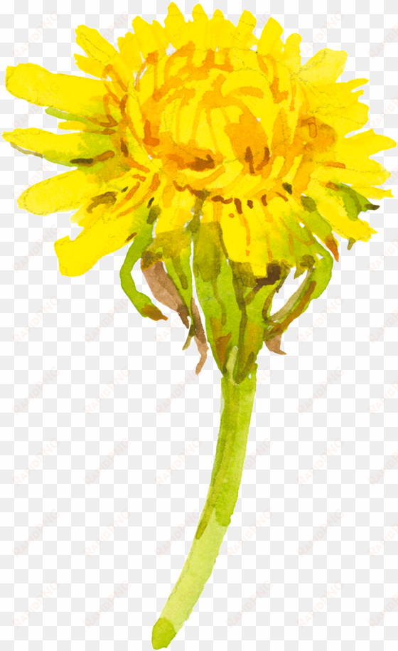 yellow cartoon chrysanthemum watercolor transparent - watercolor painting