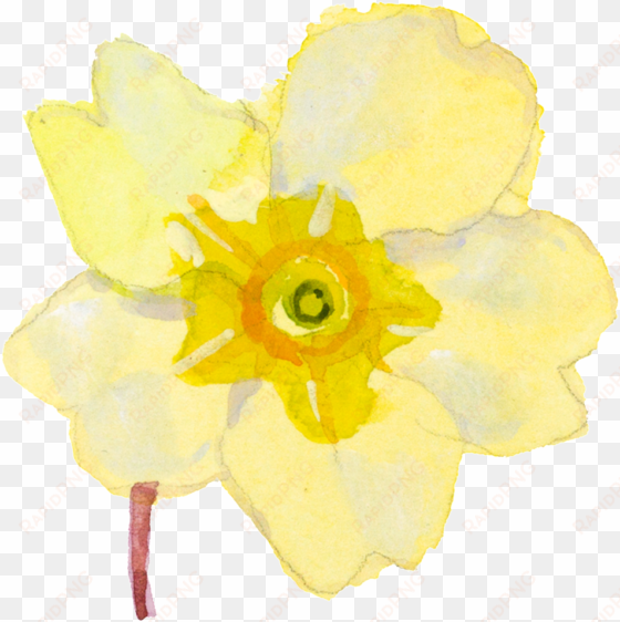 yellow cartoon daffodil watercolor transparent - watercolor painting