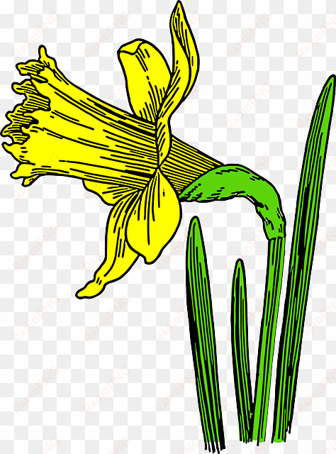 yellow daffodil, flower, nature, plant, season, spring, - daffodil cartoon