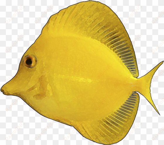 yellow fish clip art - yellow tang white background