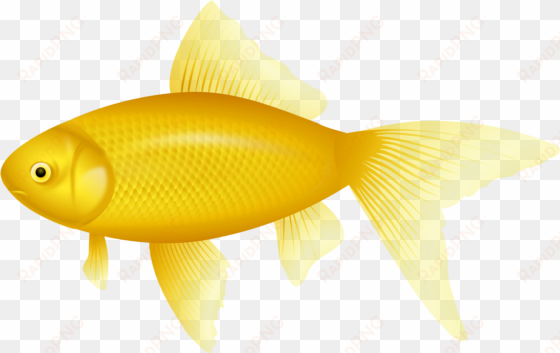 yellow fish png clipart - yellow fish png