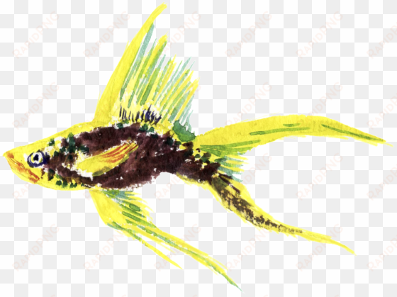 yellow fish watercolor hand drawn transparent - watercolor painting