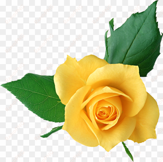 yellow flower clipart png format - clip art yellow rose png