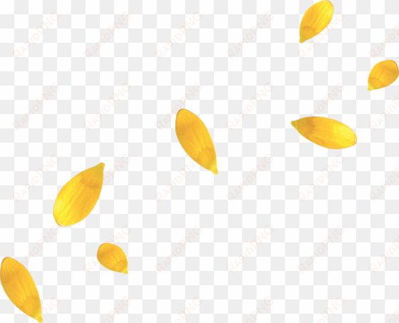 yellow flower petals - yellow flower petal png