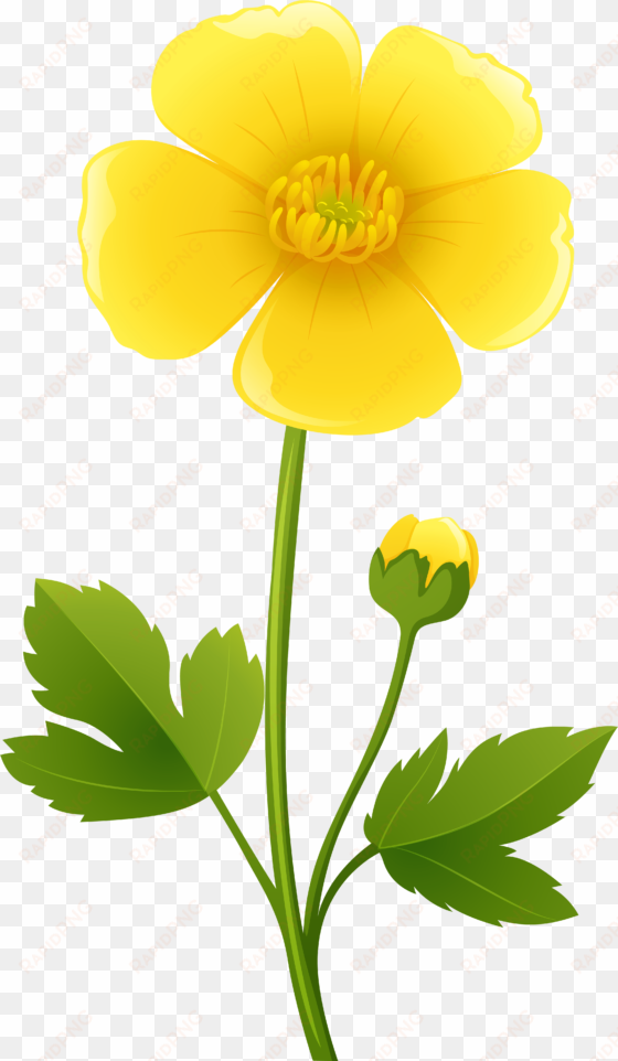 yellow flower transparent png clip art image buttercups - buttercup clipart