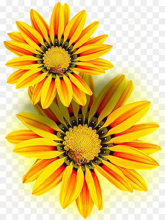 yellow flower, yellow, png, isolated - yellow i flowers png