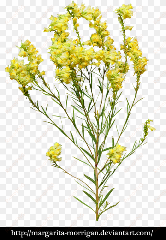 yellow flowers by margarita-morrigan yellow flowers, - transparent yellow flowers png