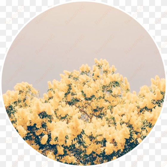 Yellow Flowers Yellowflowers Aesthetic Background - Light Yellow And Blue Aesthetic transparent png image