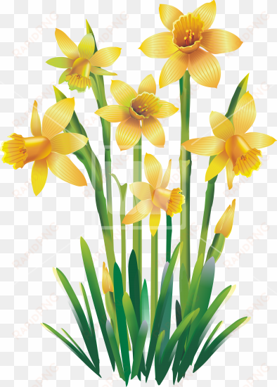 yellow jonquils png - transparent clip art png only images of yellow daffodils