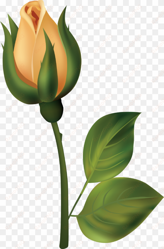 yellow rose bud png clipart - bud clipart