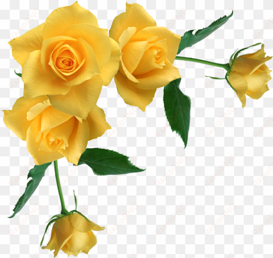 yellow rose flower free png transparent images free - yellow roses transparent background
