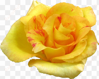 yellow rose flower png