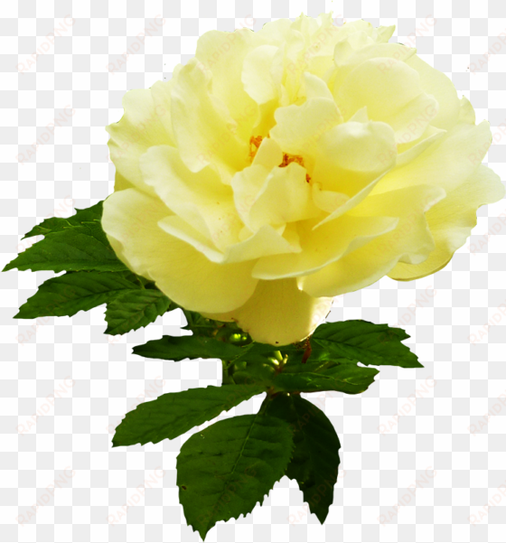 yellow rose flower png download - garden roses