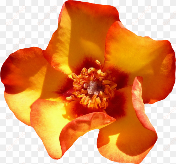 yellow rose flower top view png image - flower top view