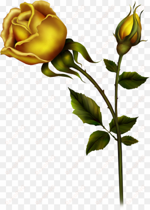 yellow rose with bud png clipart - rose buds clip art