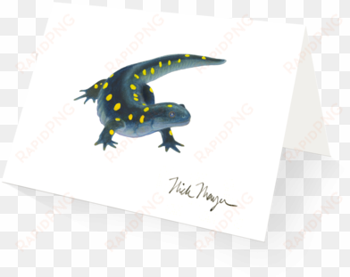 yellow spotted salamander - spotted salamander