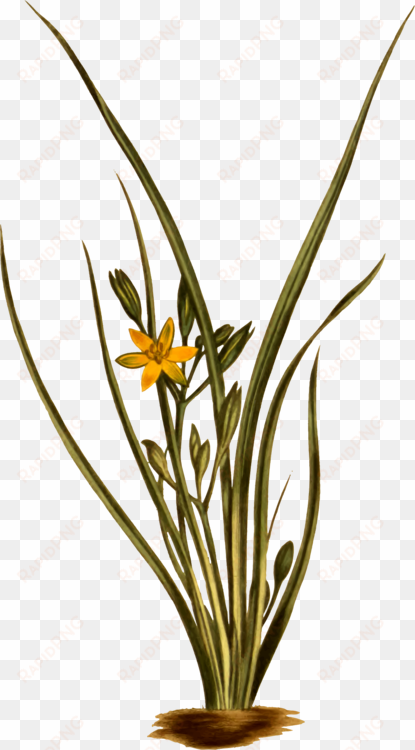 yellow star grass grasses flowering plant plant stem - hypoxis hirsuta