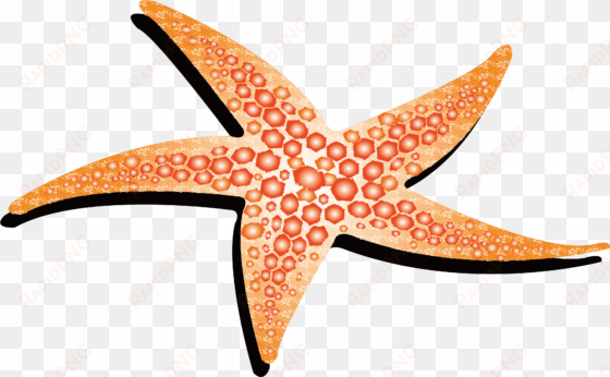yellow starfish 4214*4214 transprent png free - estrella de mar animada png