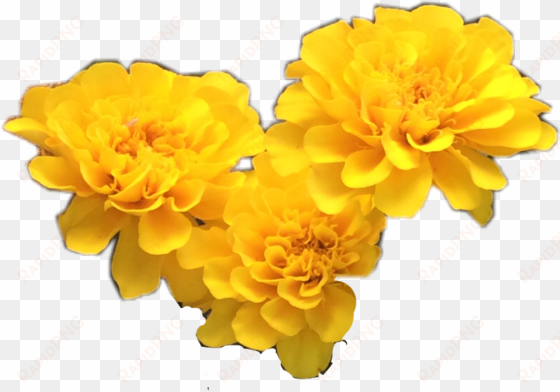 Yellow Transparent Flower Crown Download - Yellow Flowers Tumblr Transparent transparent png image