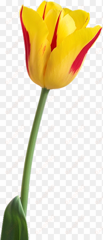 yellow tulip png image - yellow tulip flower png