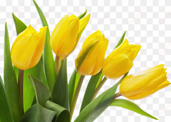 yellow tulip png photo - yellow tulips transparent background