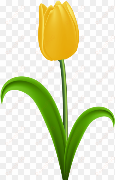 yellow tulip transparent png clip art - yellow tulip clipart