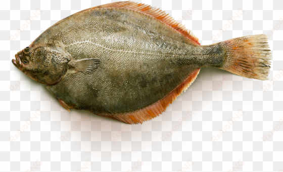 yellowfin flounder - yellowfin sole